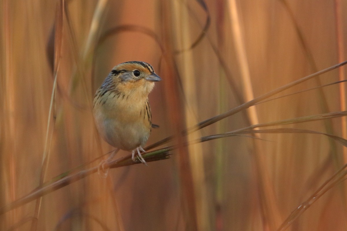LeConte's Sparrow - ML643578542