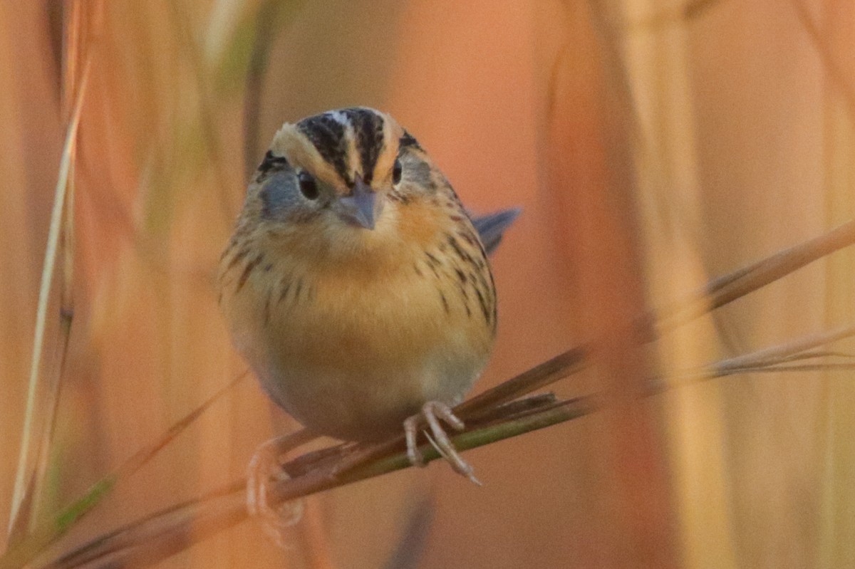 LeConte's Sparrow - ML643578543