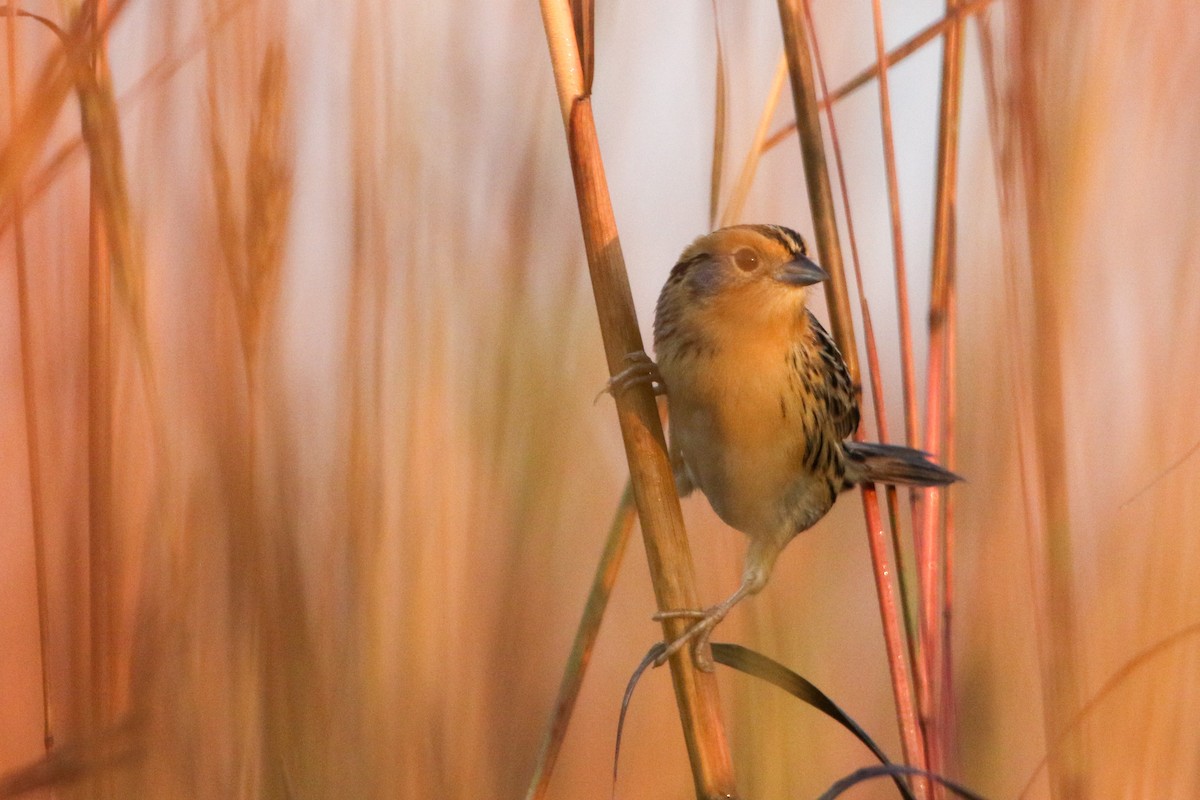 LeConte's Sparrow - ML643578544