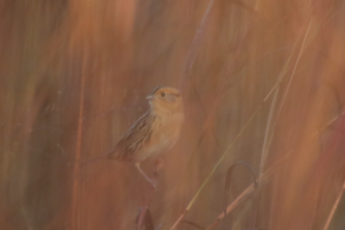 LeConte's Sparrow - ML643578545