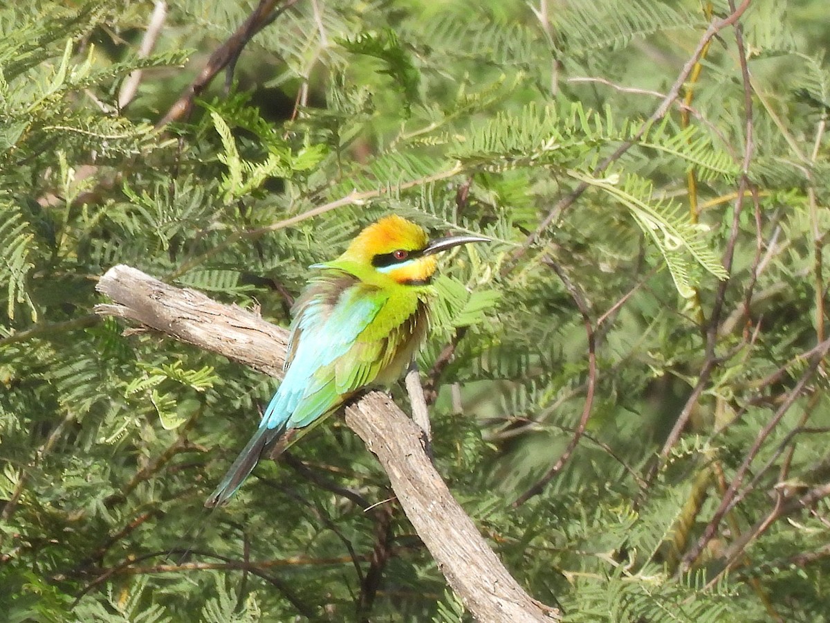 Rainbow Bee-eater - ML643578547