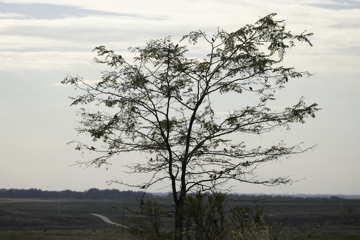 Savannah Sparrow - ML643578548