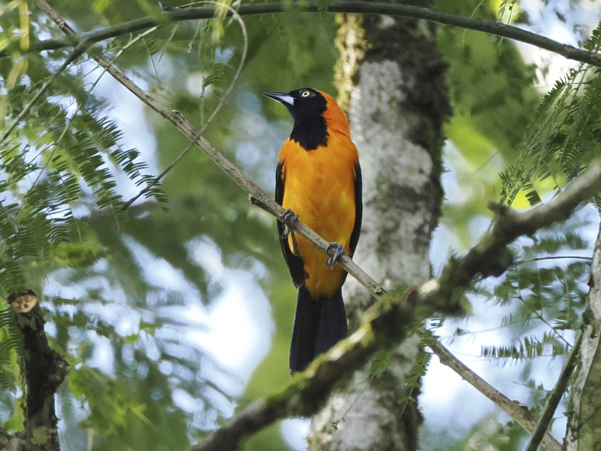 Orange-backed Troupial - ML643578551