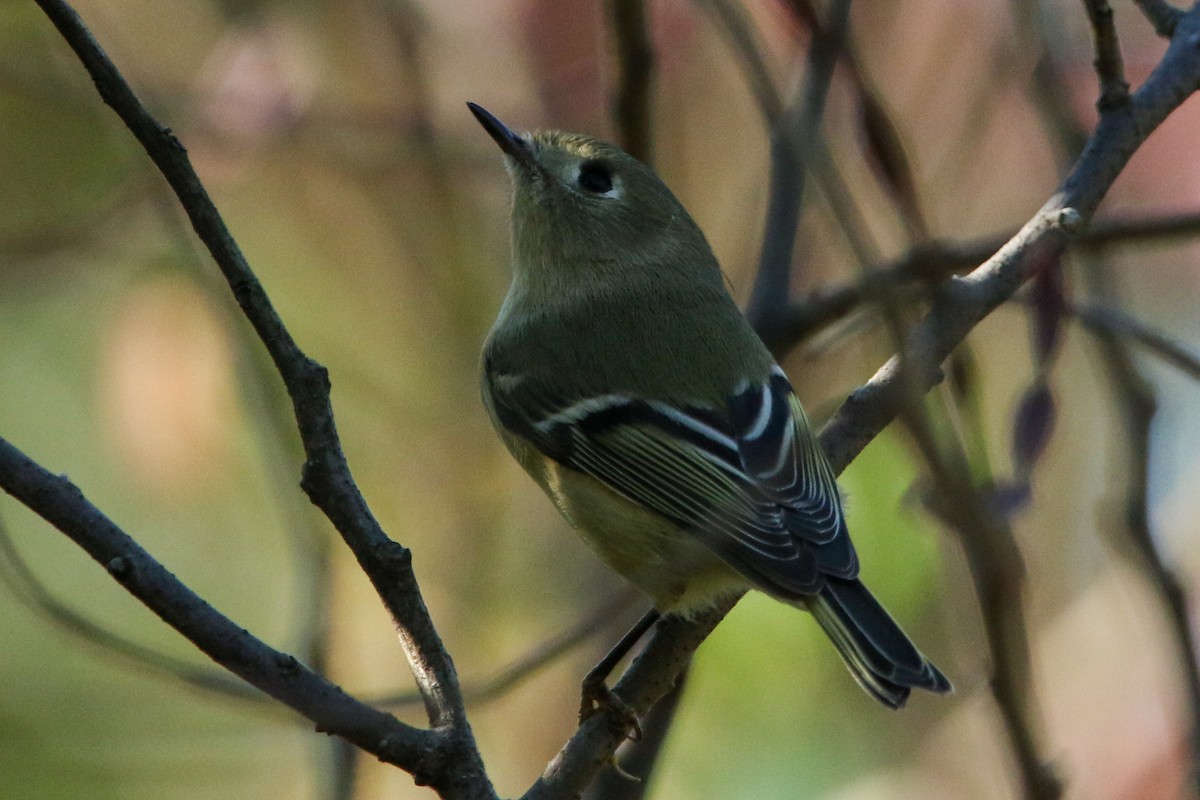Ruby-crowned Kinglet - ML643578553