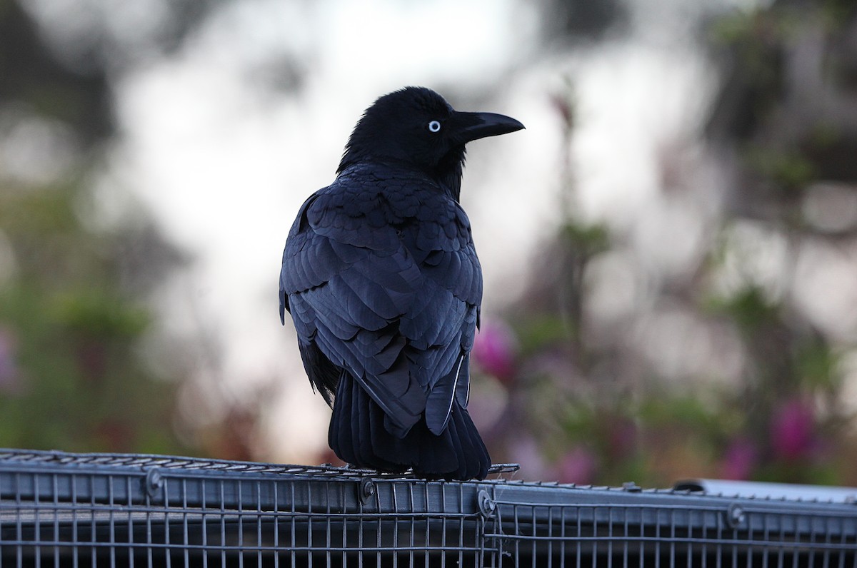 Australian Raven - ML643578554