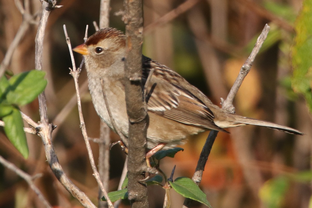 White-crowned Sparrow - ML643578558