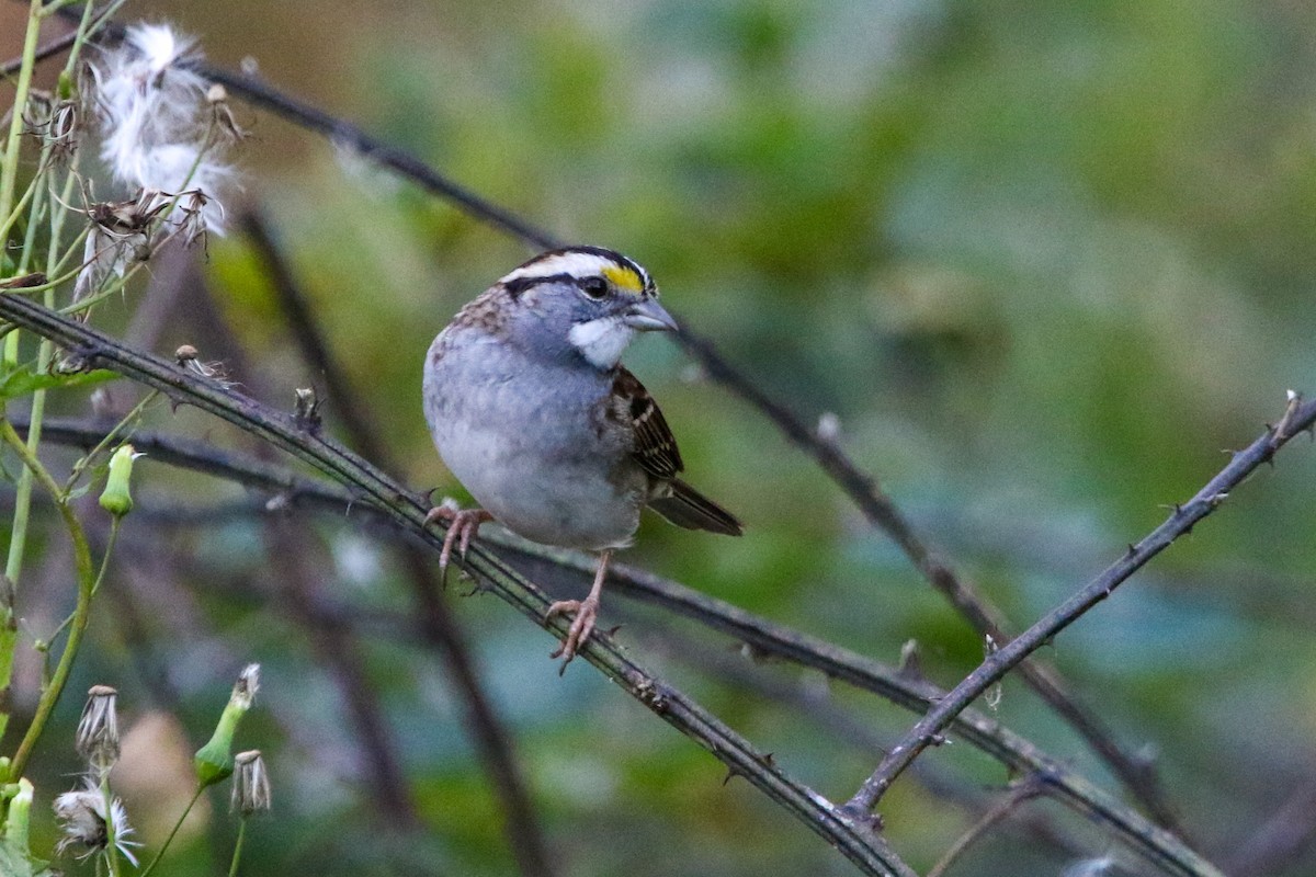 White-throated Sparrow - ML643578560
