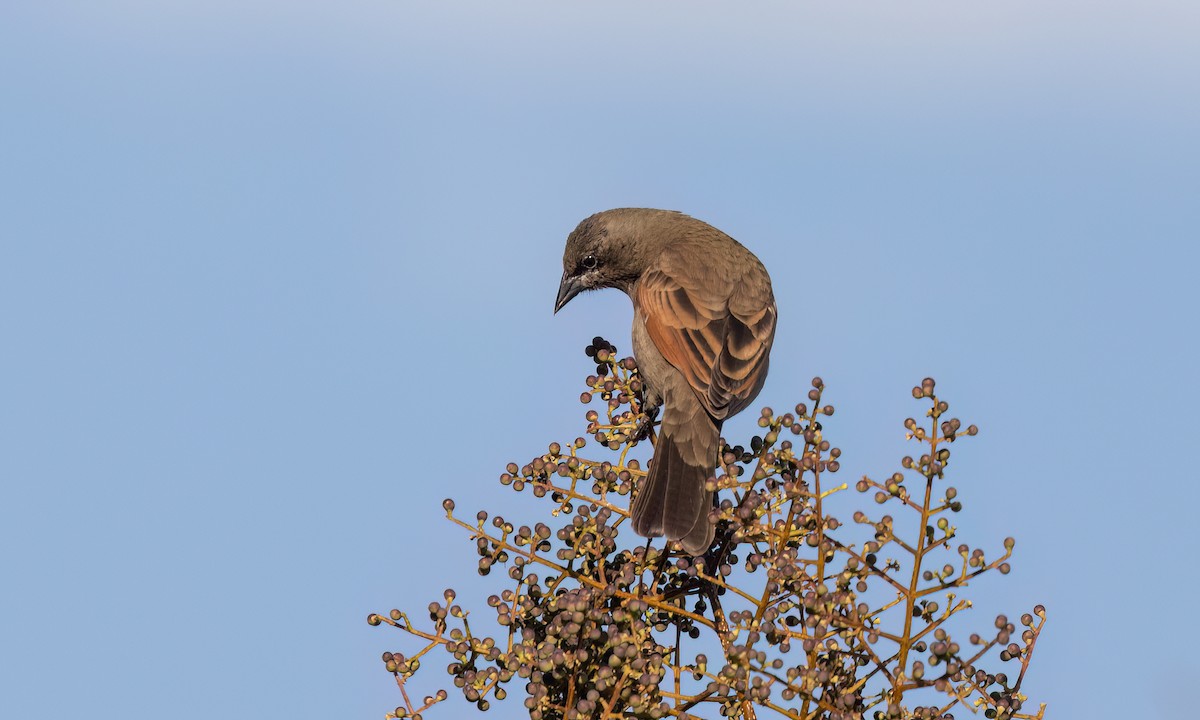 Grayish Baywing - ML643578562
