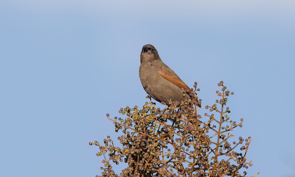 Grayish Baywing - ML643578563