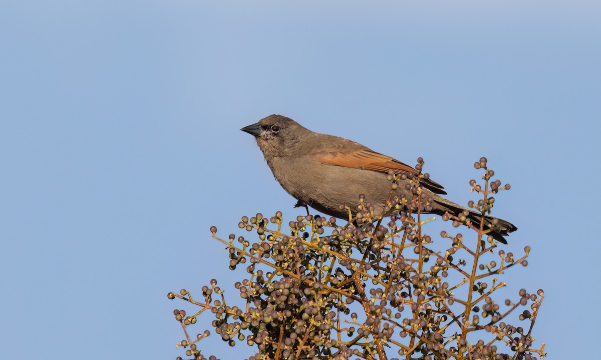 Grayish Baywing - ML643578564