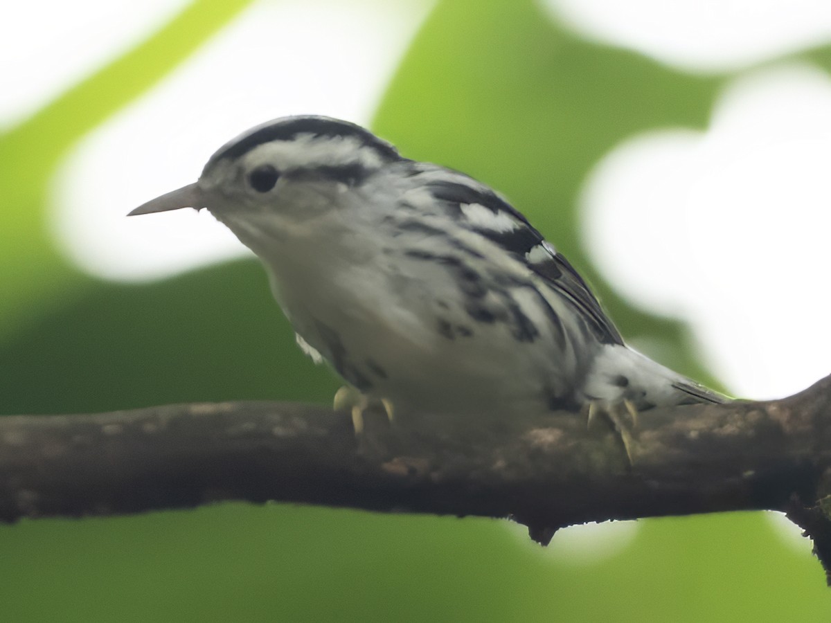 Black-and-white Warbler - ML643578567