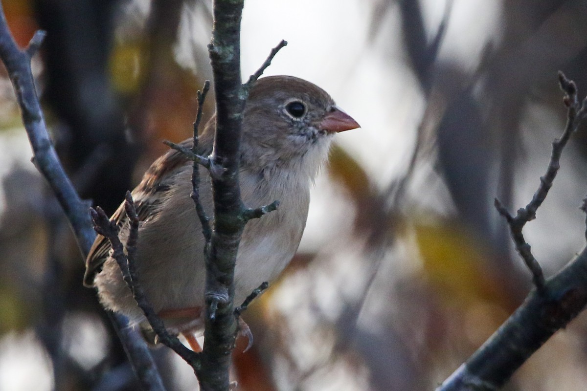 Field Sparrow - ML643578572