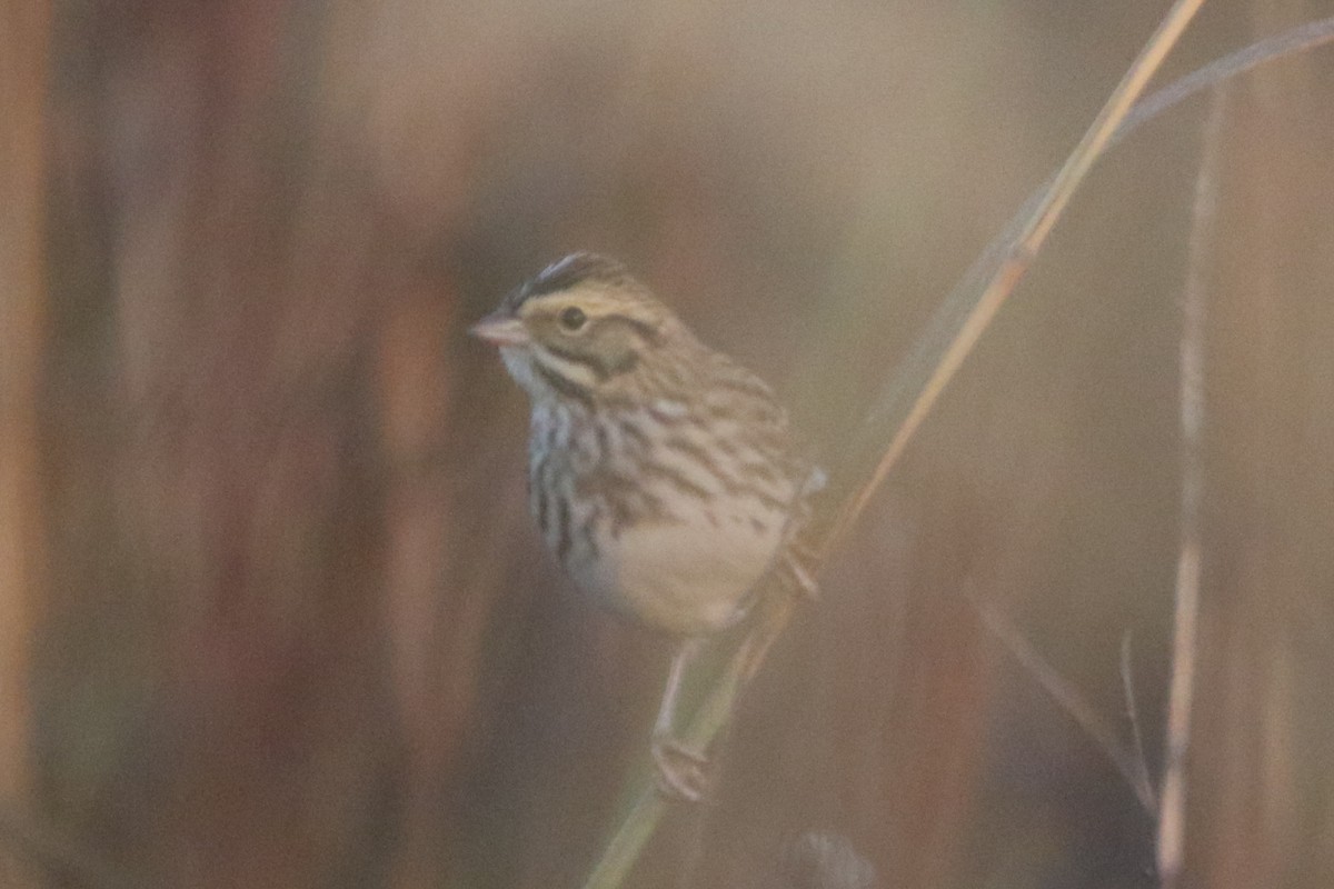 Savannah Sparrow - ML643578573