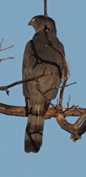 Cooper's Hawk - ML643578574