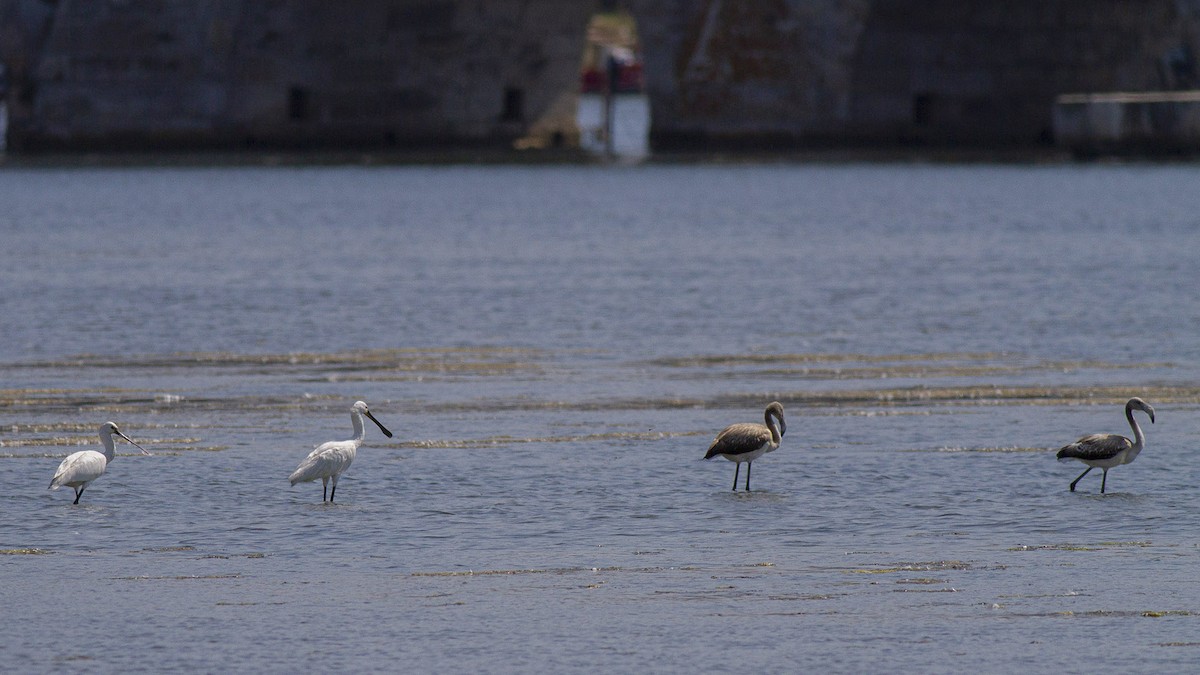 Greater Flamingo - ML643578575