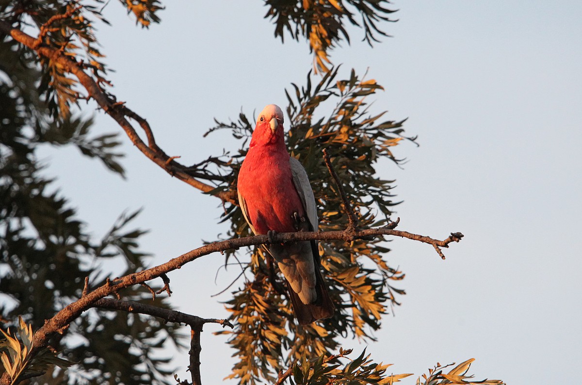 Galah - ML643578578