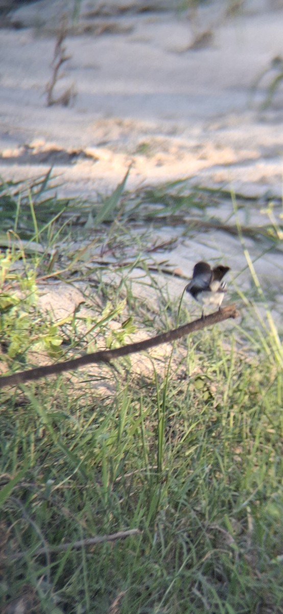 Black Phoebe - ML643578582