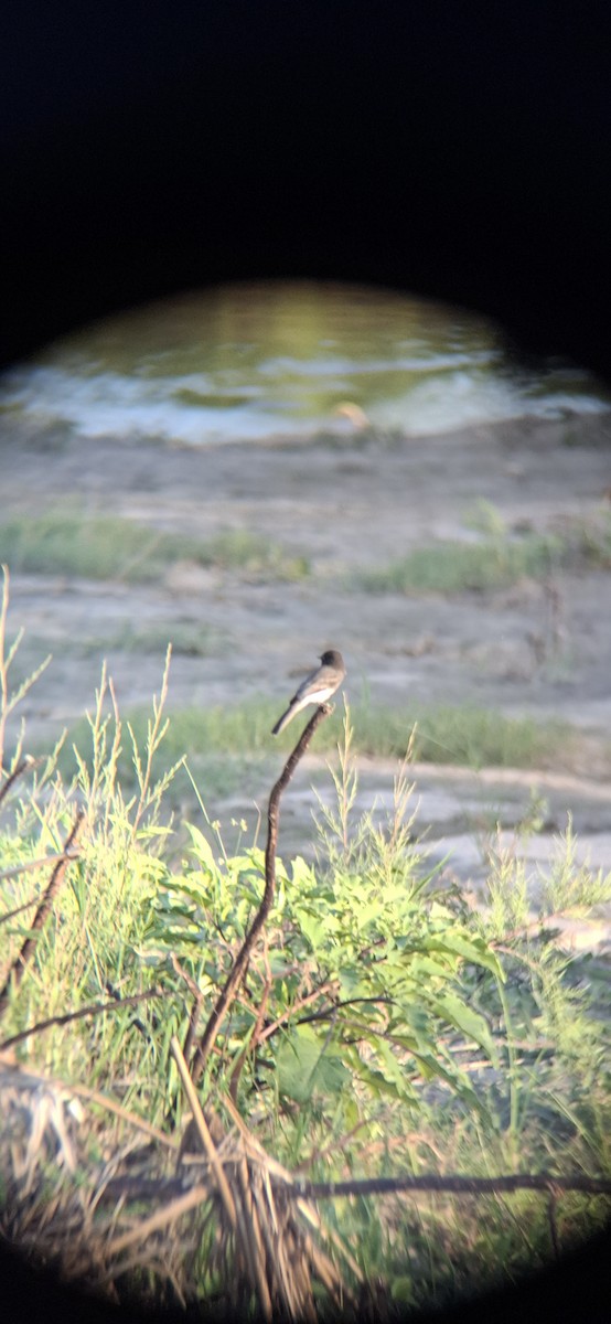 Black Phoebe - ML643578583