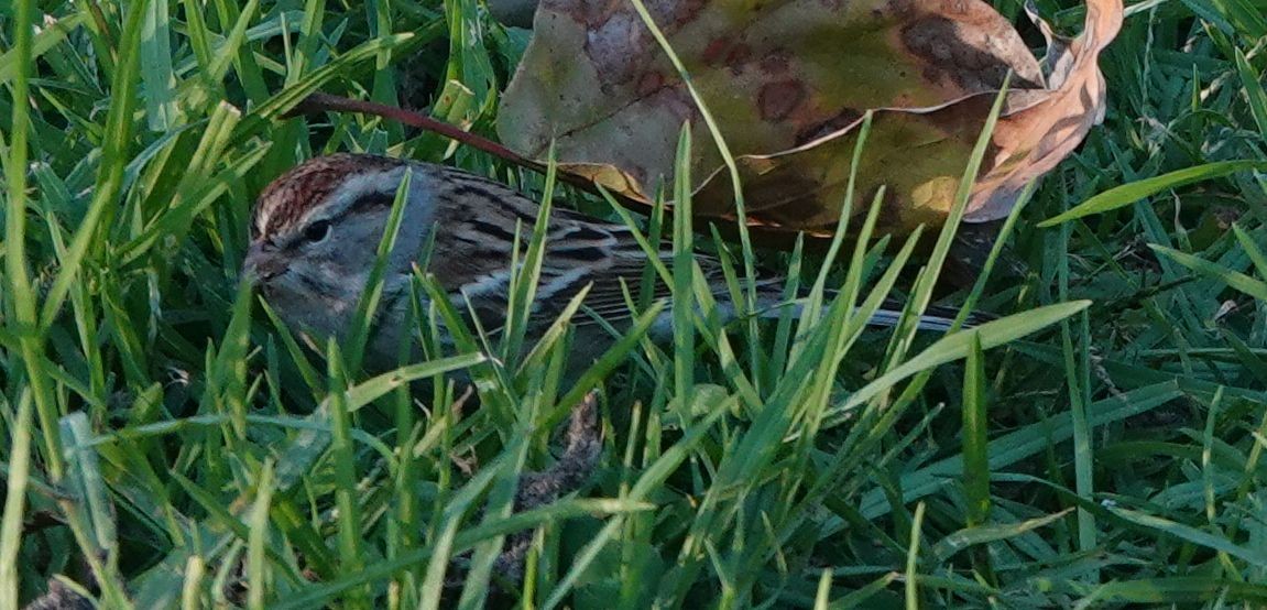 Chipping Sparrow - ML643578585