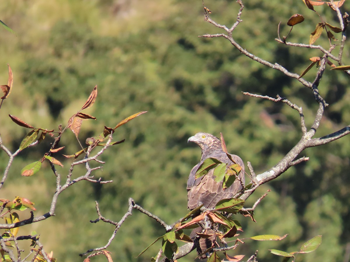 Oriental Honey-buzzard - ML643578595
