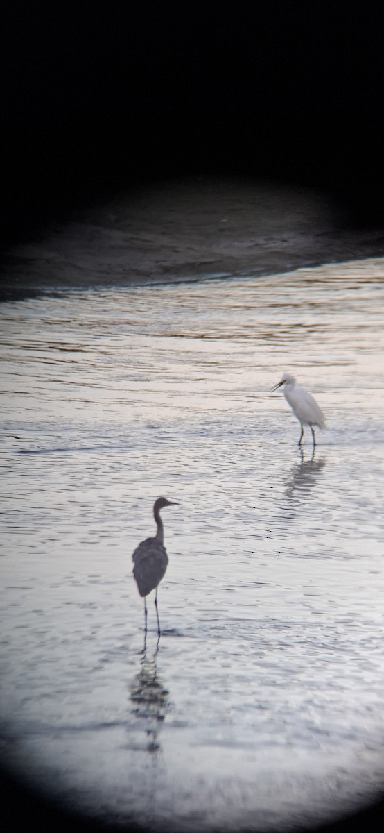 Reddish Egret - ML643578610
