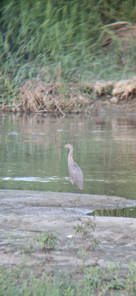Reddish Egret - ML643578611