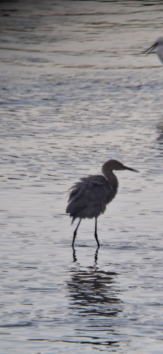 Reddish Egret - ML643578612