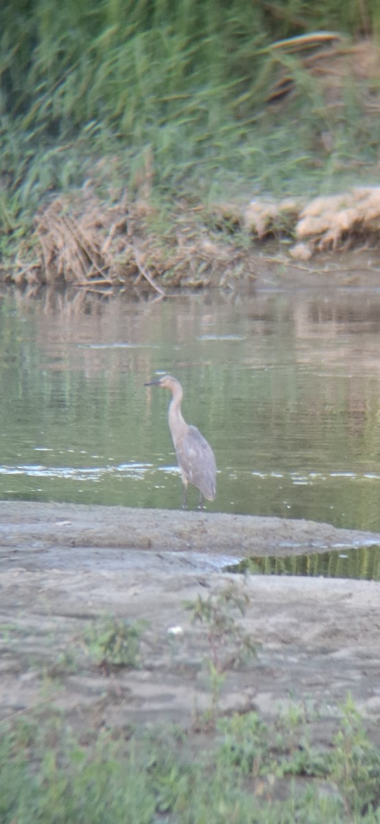 Reddish Egret - ML643578613