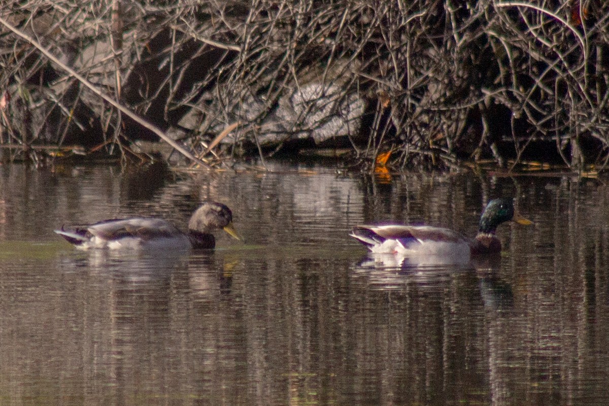 Mallard - ML643578614
