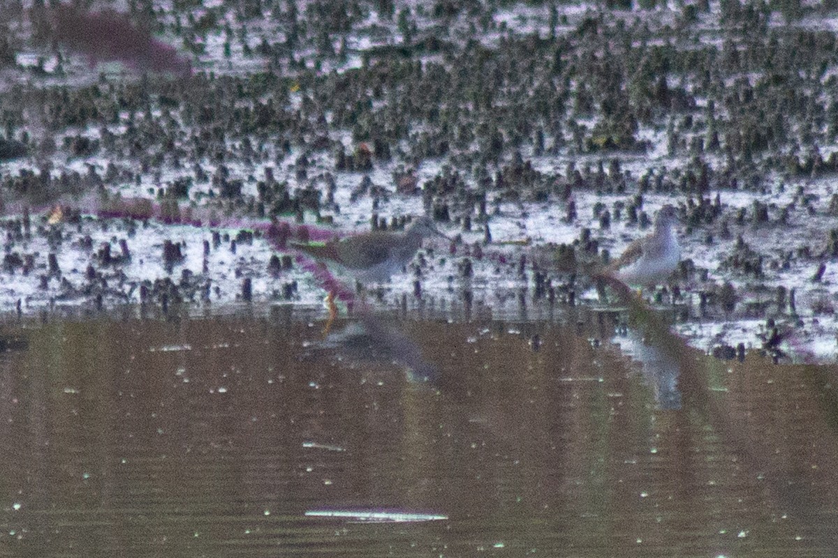 plystresnipe - ML643578635
