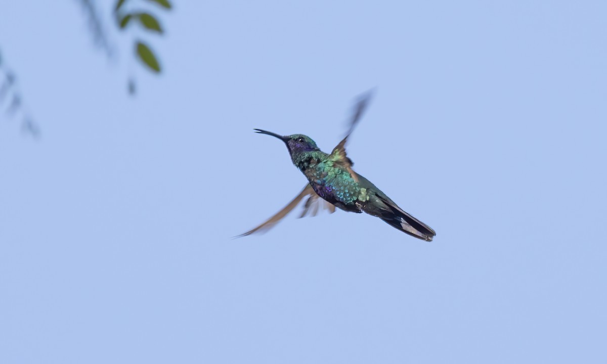 Glanz-Veilchenohrkolibri - ML643578640