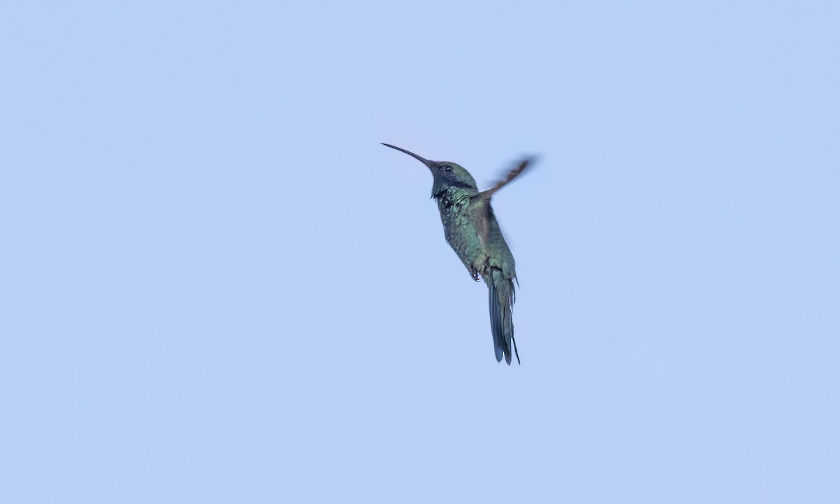 Glanz-Veilchenohrkolibri - ML643578641