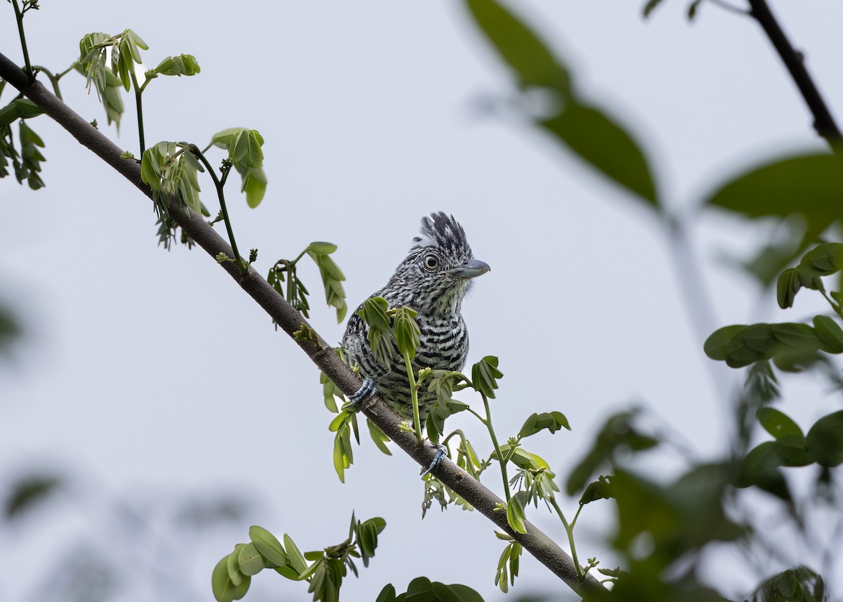 Barred Antshrike - ML643578644