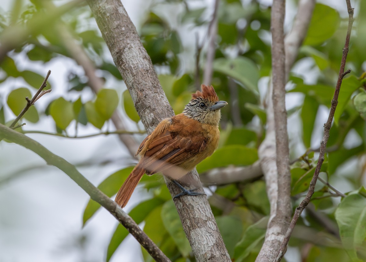 Barred Antshrike - ML643578645