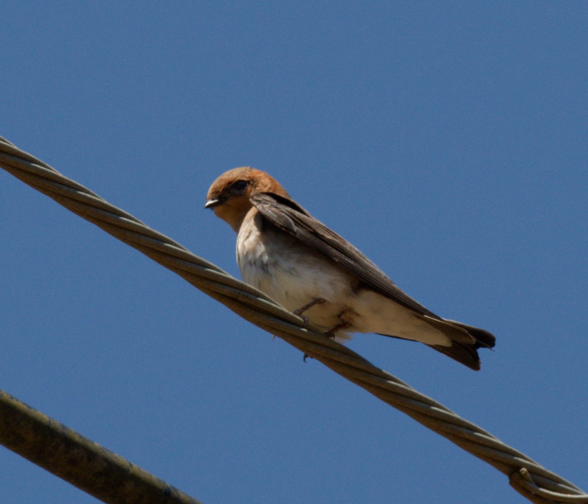 Tawny-headed Swallow - ML643578655