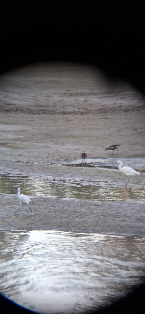 Snowy Egret - ML643578659