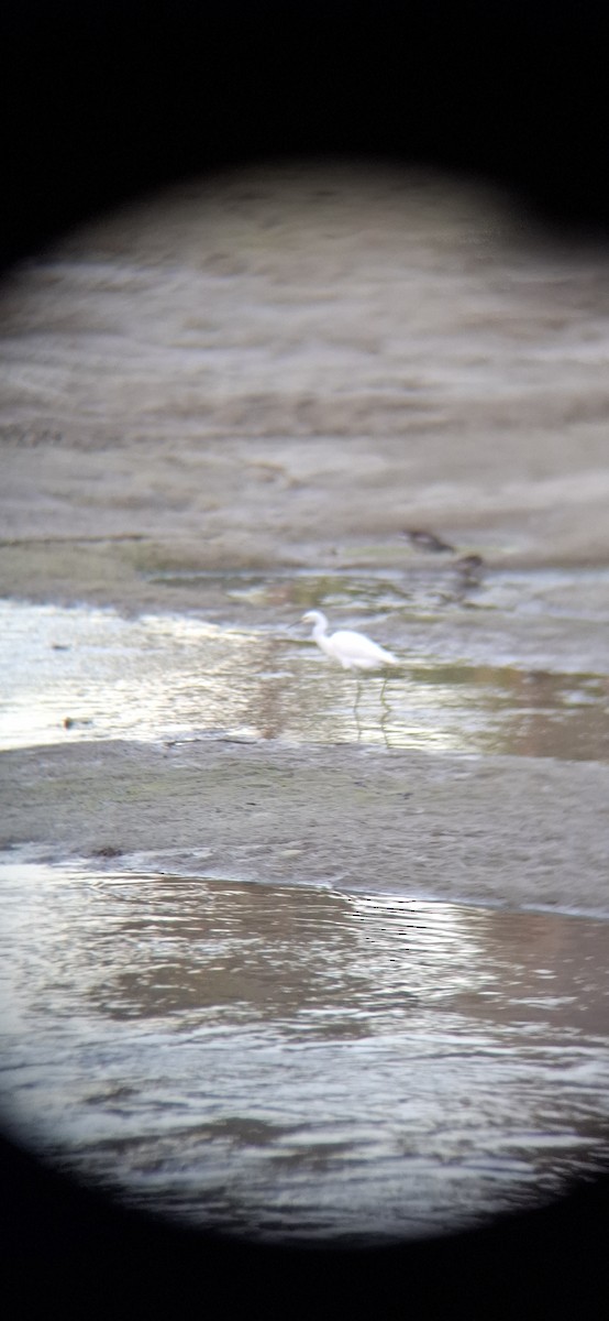 Snowy Egret - ML643578660