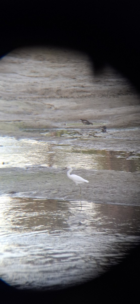 Snowy Egret - ML643578661