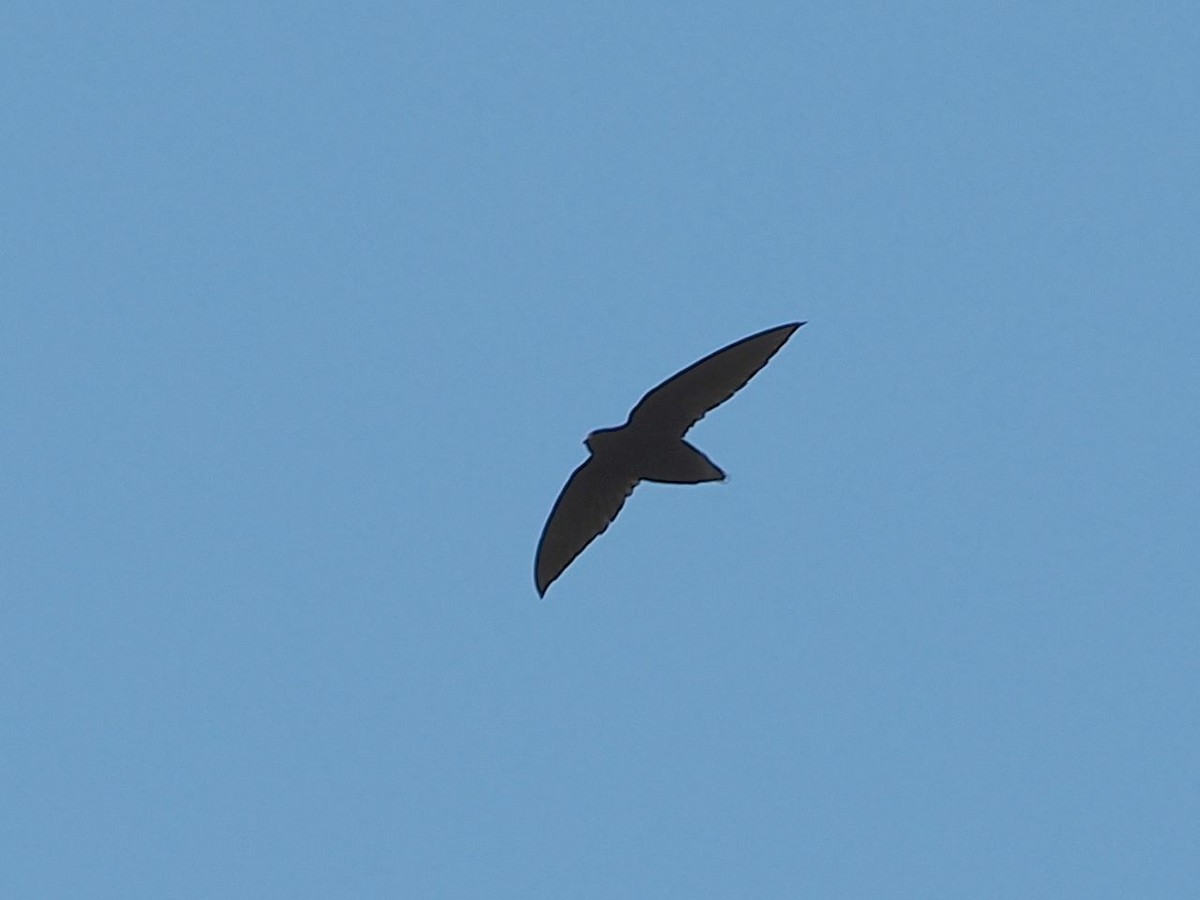 Short-tailed Swift - ML643578664