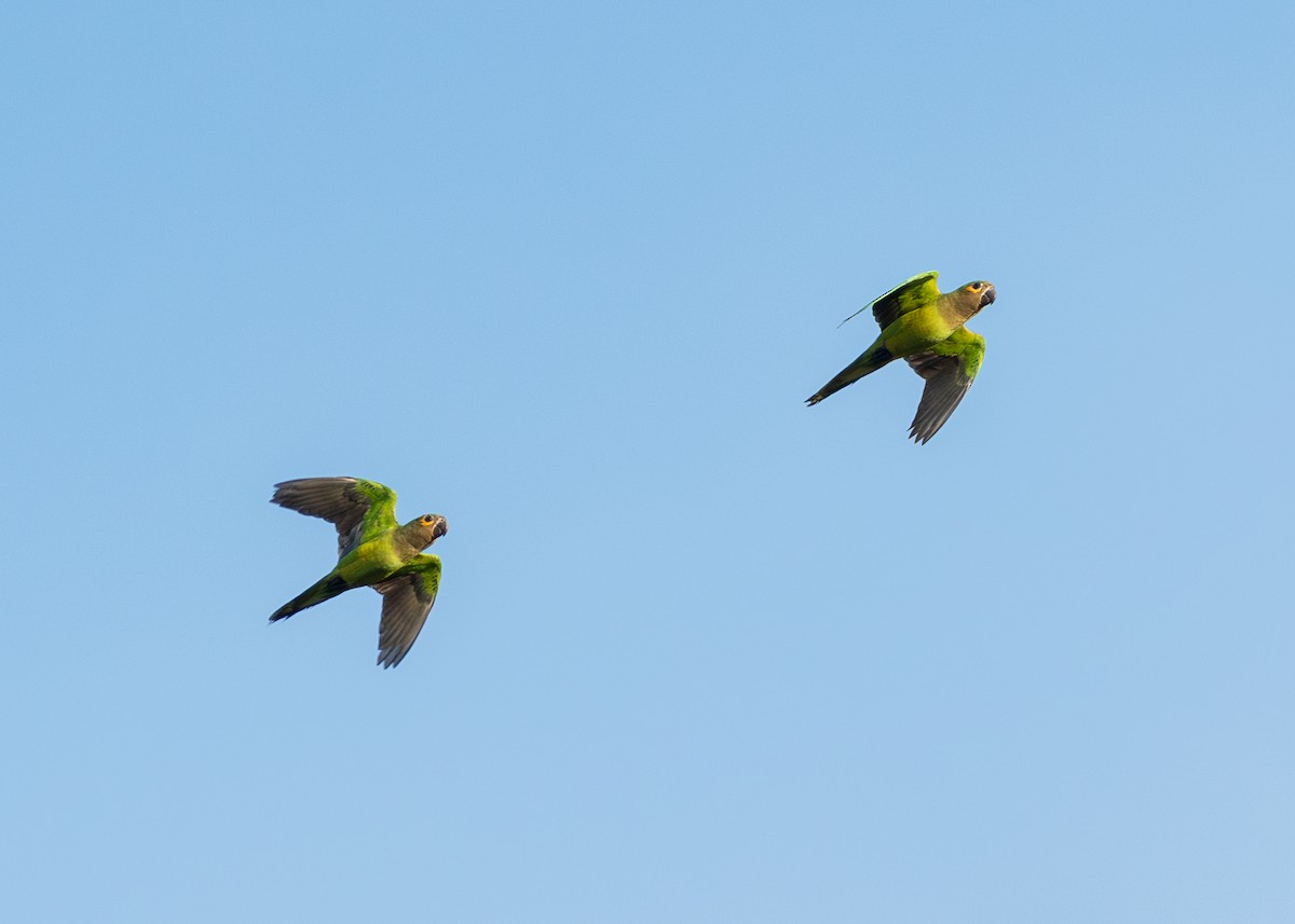 Brown-throated Parakeet - ML643578686