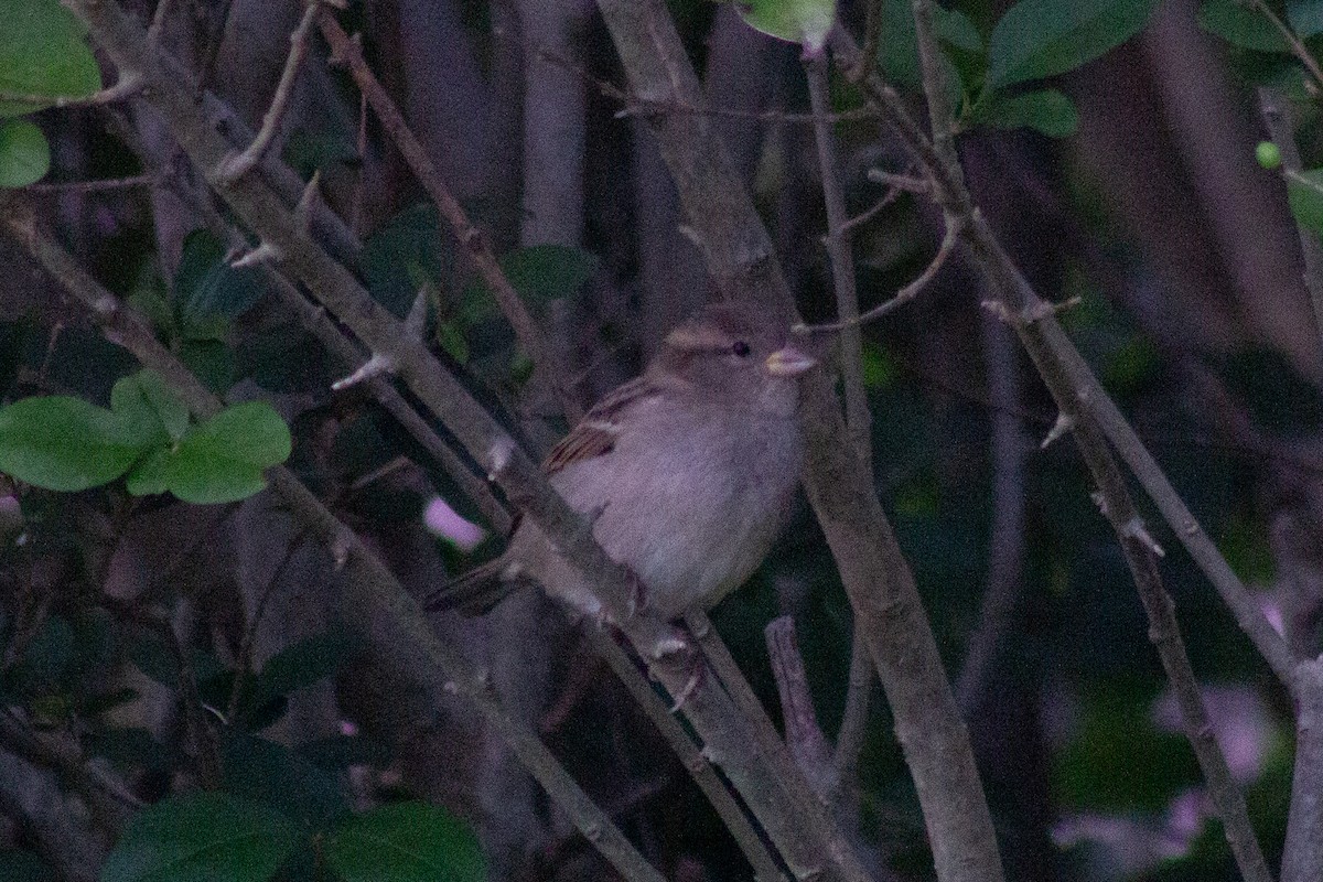 House Sparrow - ML643578687