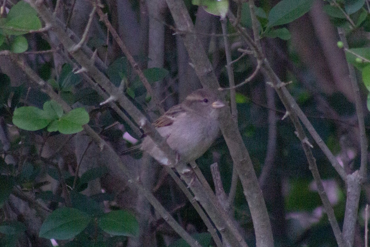 House Sparrow - ML643578688