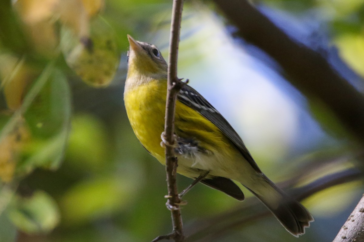 Magnolia Warbler - ML643578700