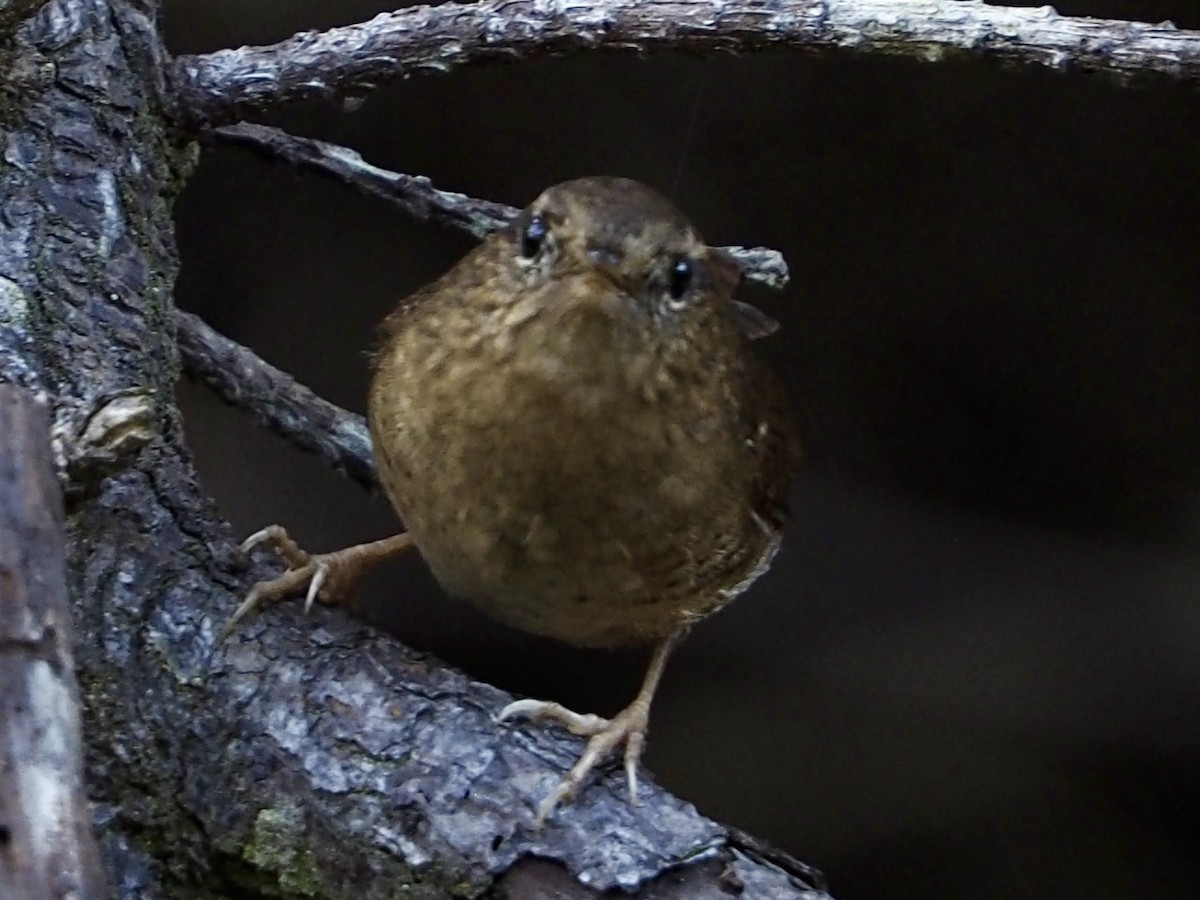 Pacific Wren (pacificus Group) - ML643578709