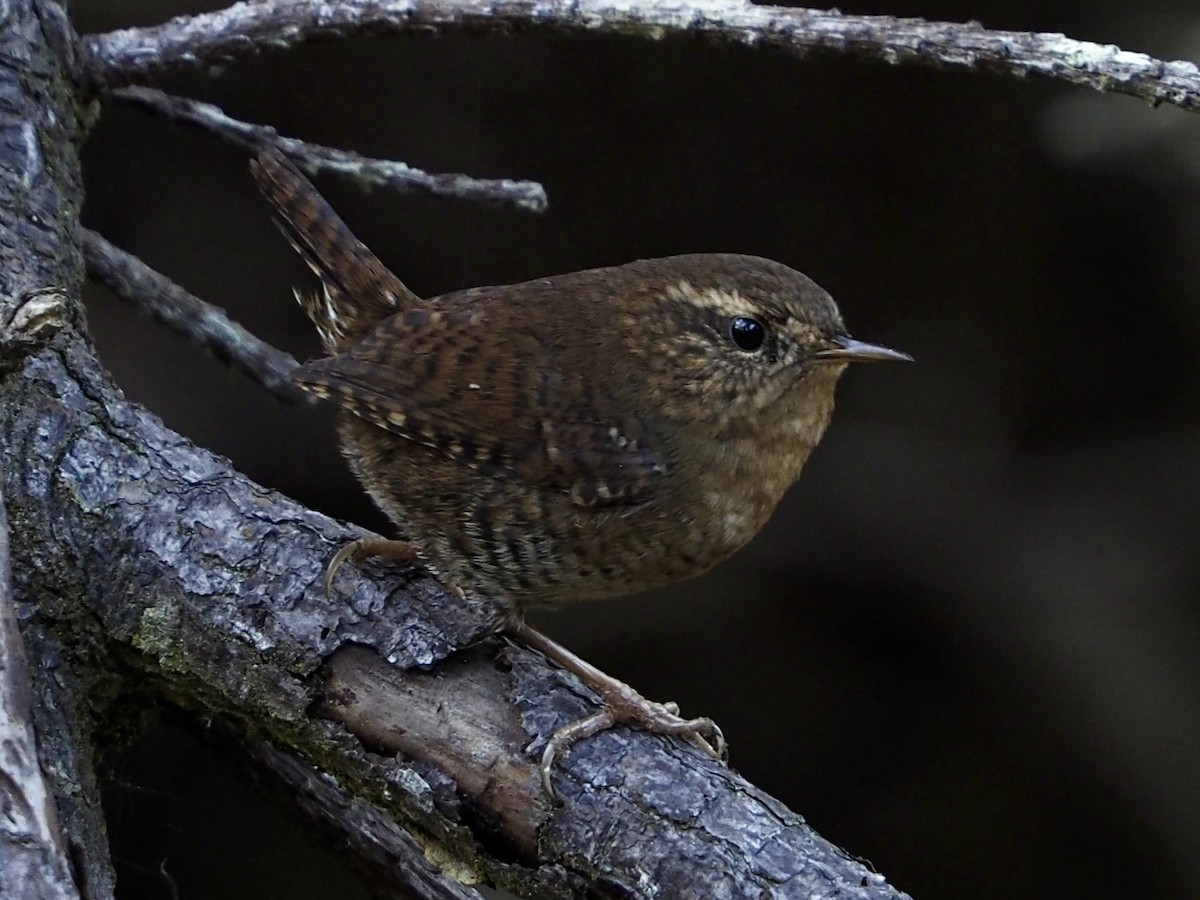 Pacific Wren (pacificus Group) - ML643578710