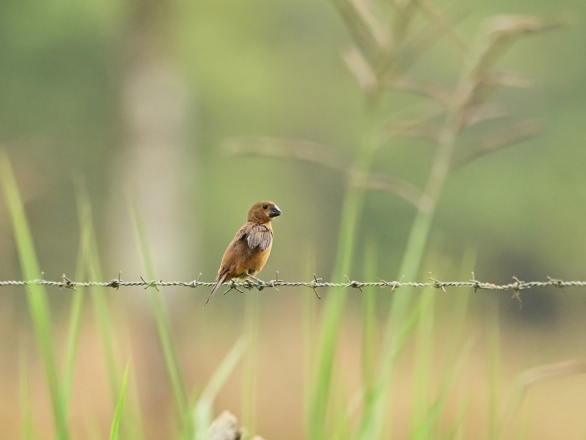 Nicaraguan Seed-Finch - ML643578714