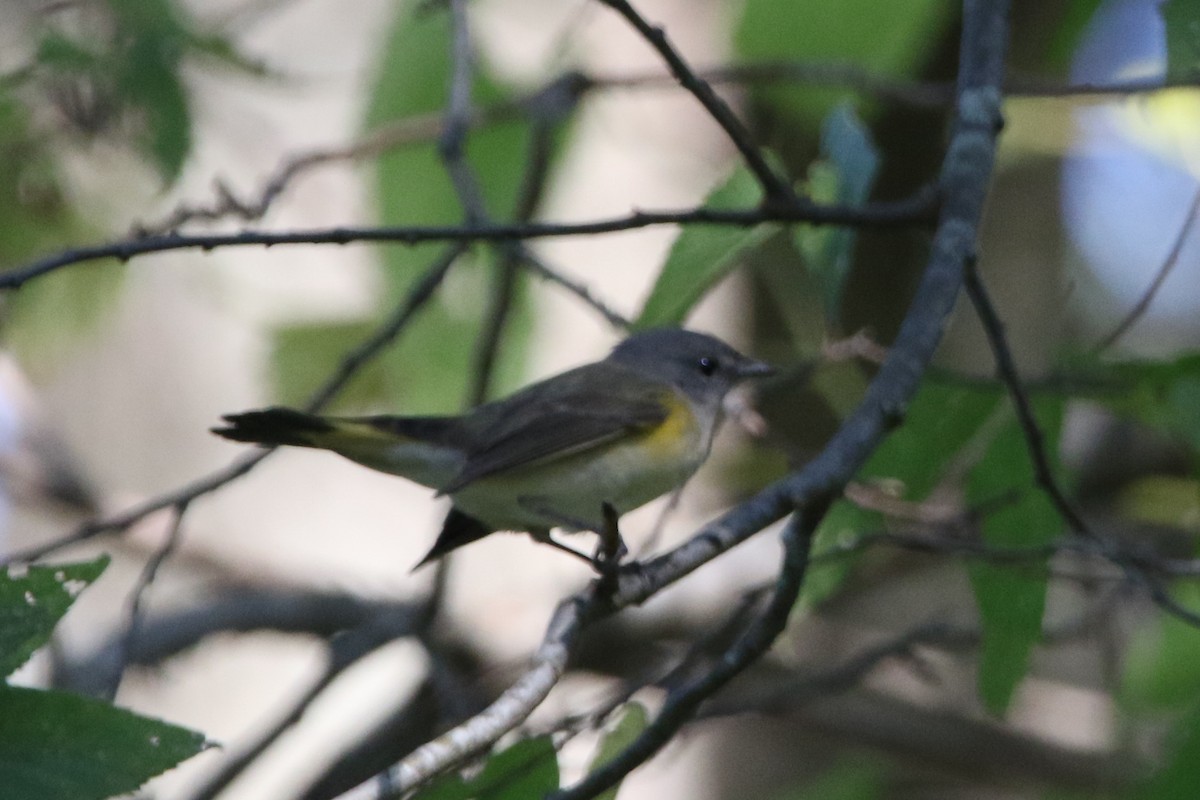 American Redstart - ML643578715
