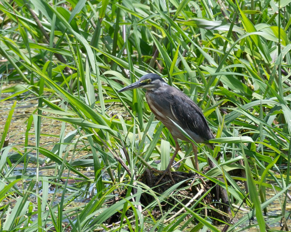 אנפית דרום אמריקנית - ML643578721