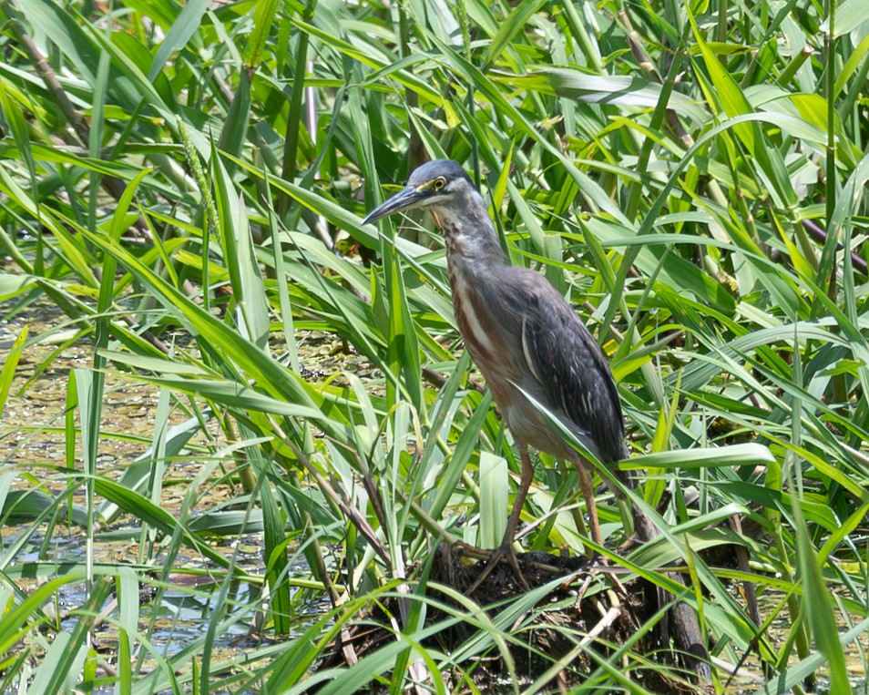 אנפית דרום אמריקנית - ML643578722
