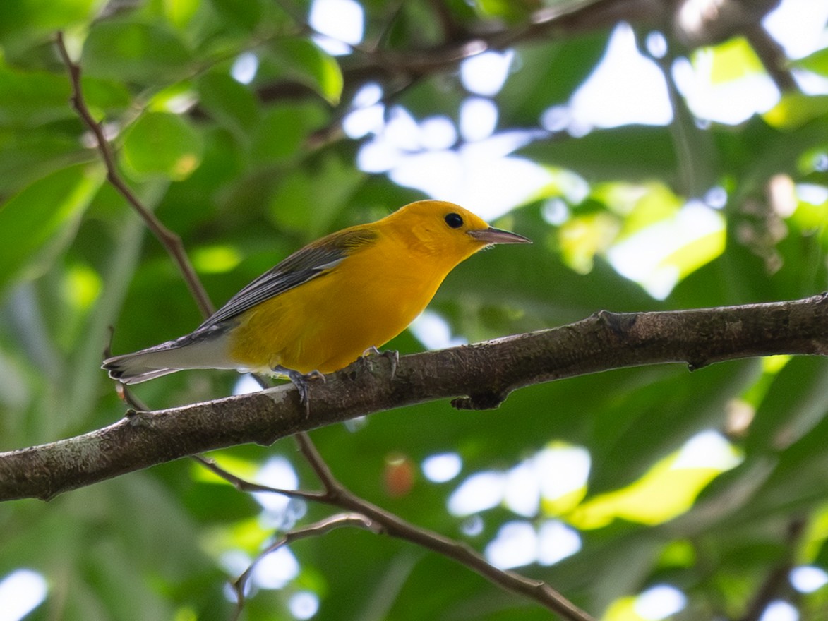 Prothonotary Warbler - ML643578725